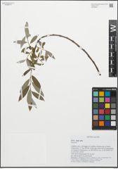 Foto von Salix alba L.